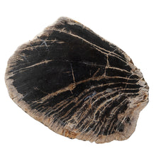 Load image into Gallery viewer, Organic Petrified Wood Slab Decor