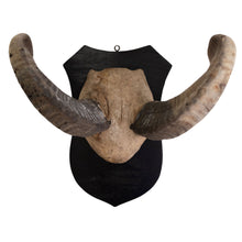 Load image into Gallery viewer, Unique Horn with Wooden Wall Mount