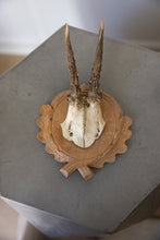 Load image into Gallery viewer, Small Roe Deer Antlers

