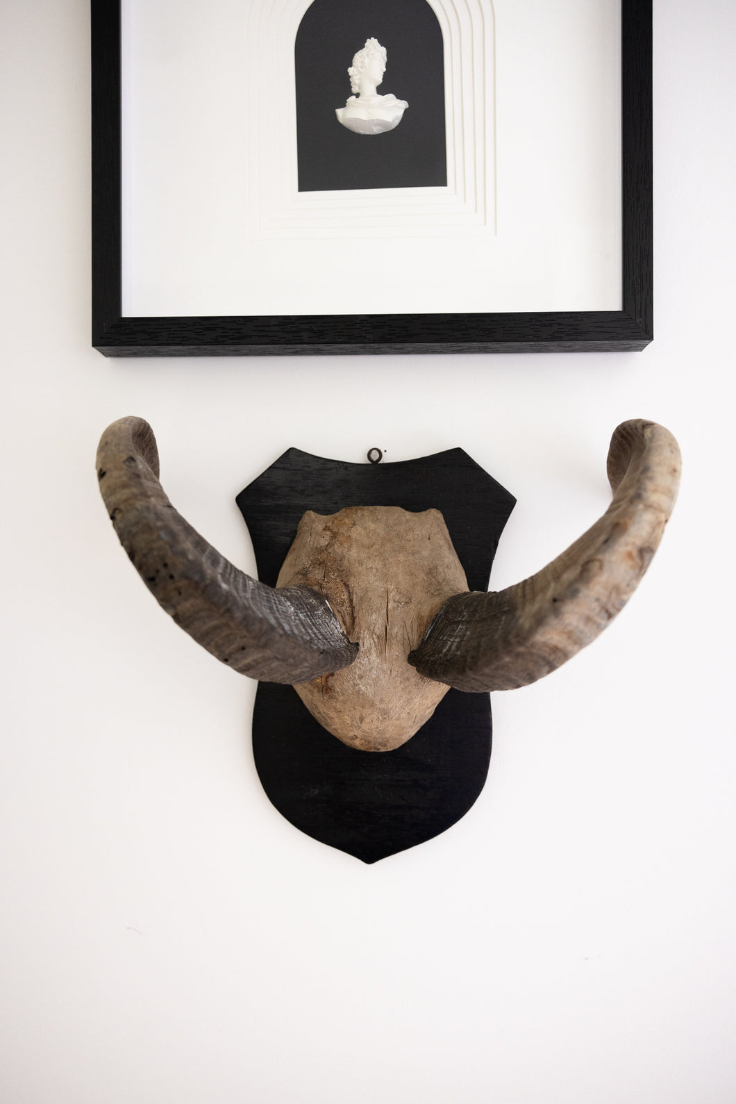 Unique Horn with Wooden Wall Mount